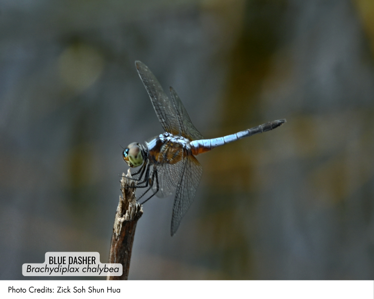 Blue Dasher (Brachydiplax chalybea)